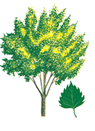Name this common deciduous tree!