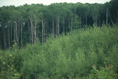 Trees Growing