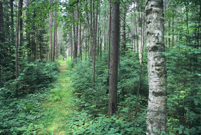 Trees Growing