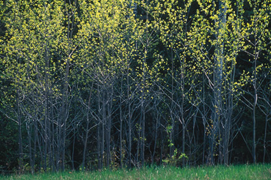 Trees Growing