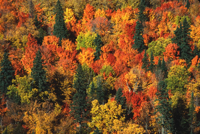 Mature Forest