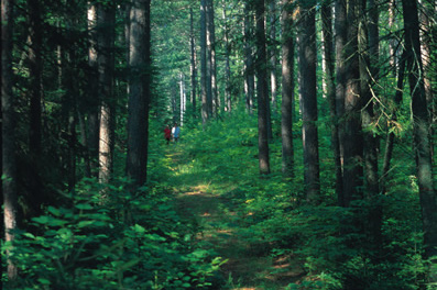 Mature Forest