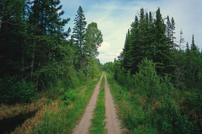 Mature Forest