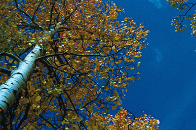 Mature Forest