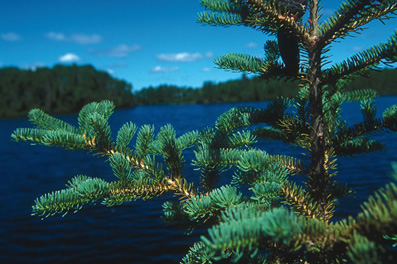 Mature Forest