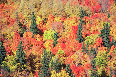 Mature Forest