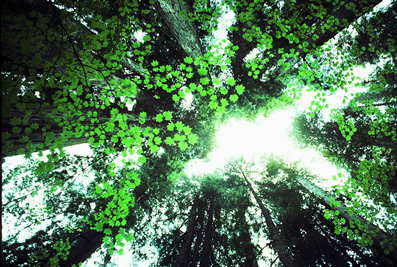 Mature Forest