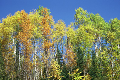 Mature Forest
