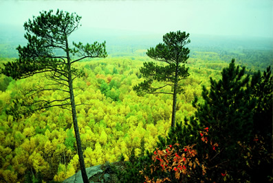 Mature Forest
