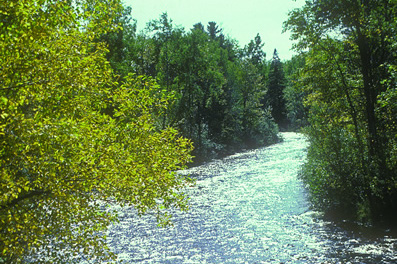 Mature Forest