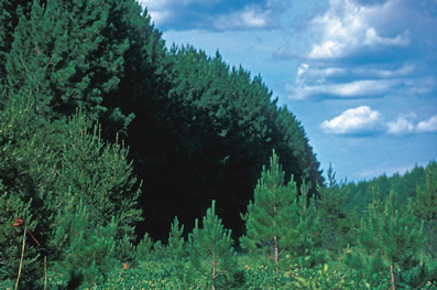 Mature Forest