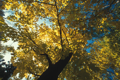 Mature Forest