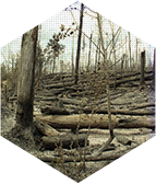 Over-mature Forest