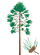 Name MN's state tree!