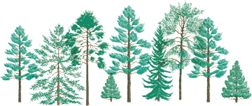 Trees in all sizes and shapes